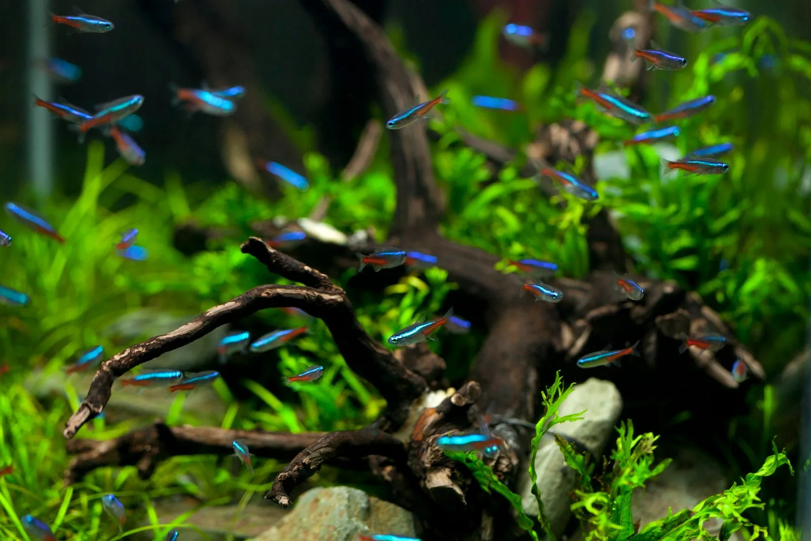 Acuario plantado con tetras neón y raíces