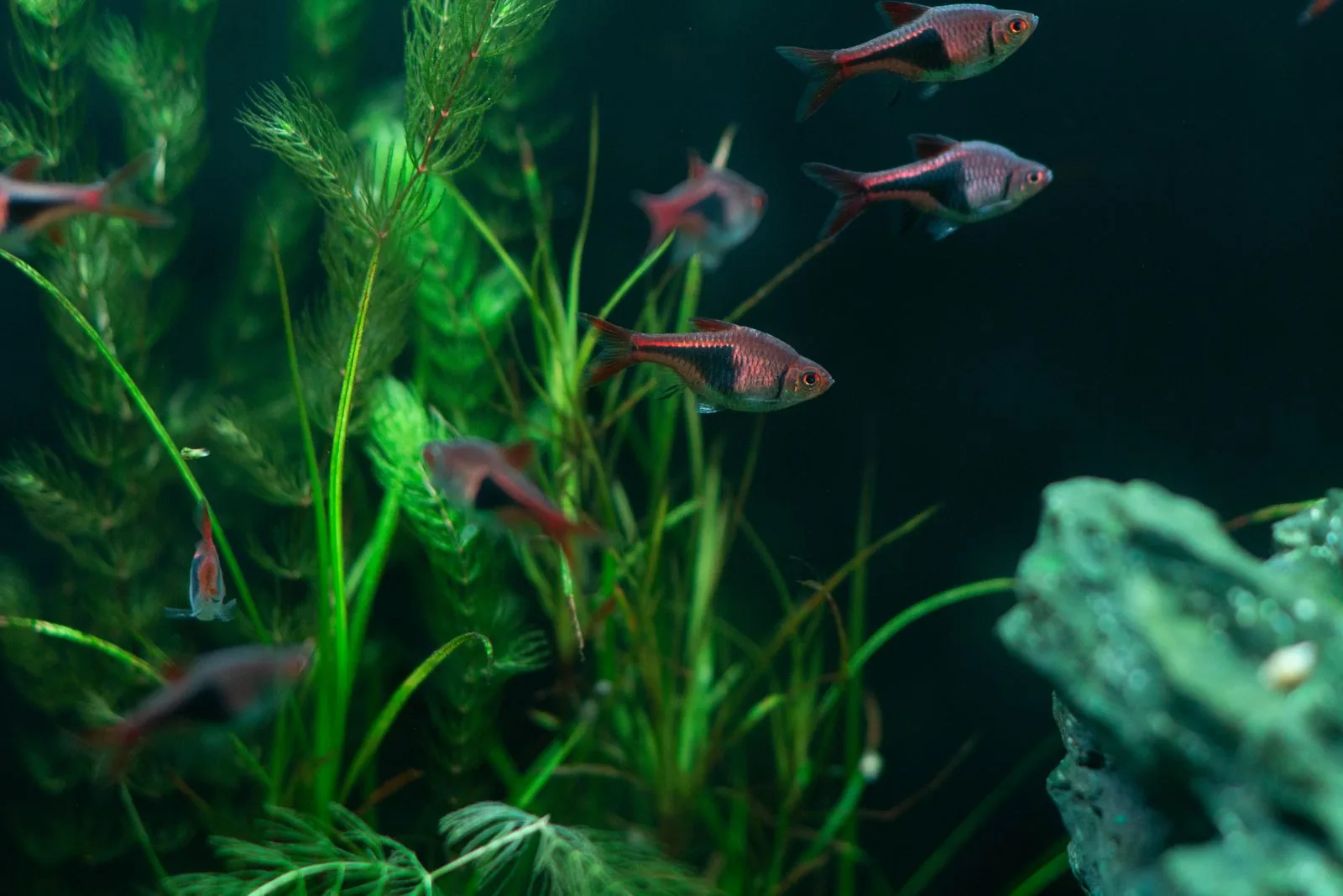 Plantas de acuario sanas y peces en un acuario plantado con aporte de CO2