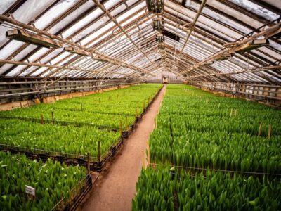 Glasshouse with rows of plants