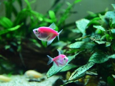 Planted aquarium with fish